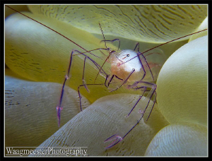 Shrimp (Vir philippinensis) on Bubble Coral (Entacmaea qu... by Marco Waagmeester 